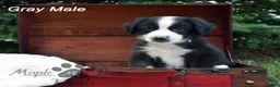 Australian Shepherd dogs for sale: Gray Male - Ad 1