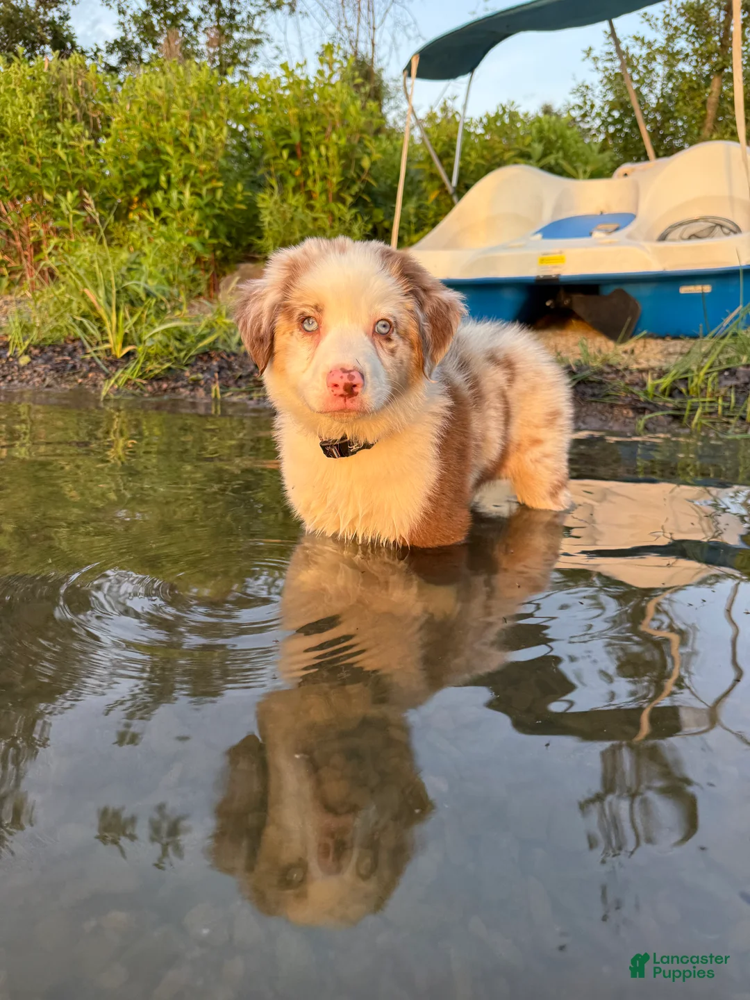 Australian Shepherd dogs for stud: Goose  - Ad 2
