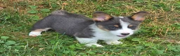 Welsh Corgi Pembroke dogs for sale: Larry the low rider - Ad 2