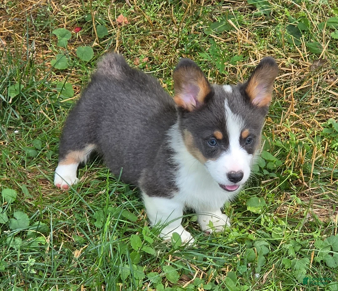 Welsh Corgi Pembroke dogs for sale: Larry the low rider - Ad 2