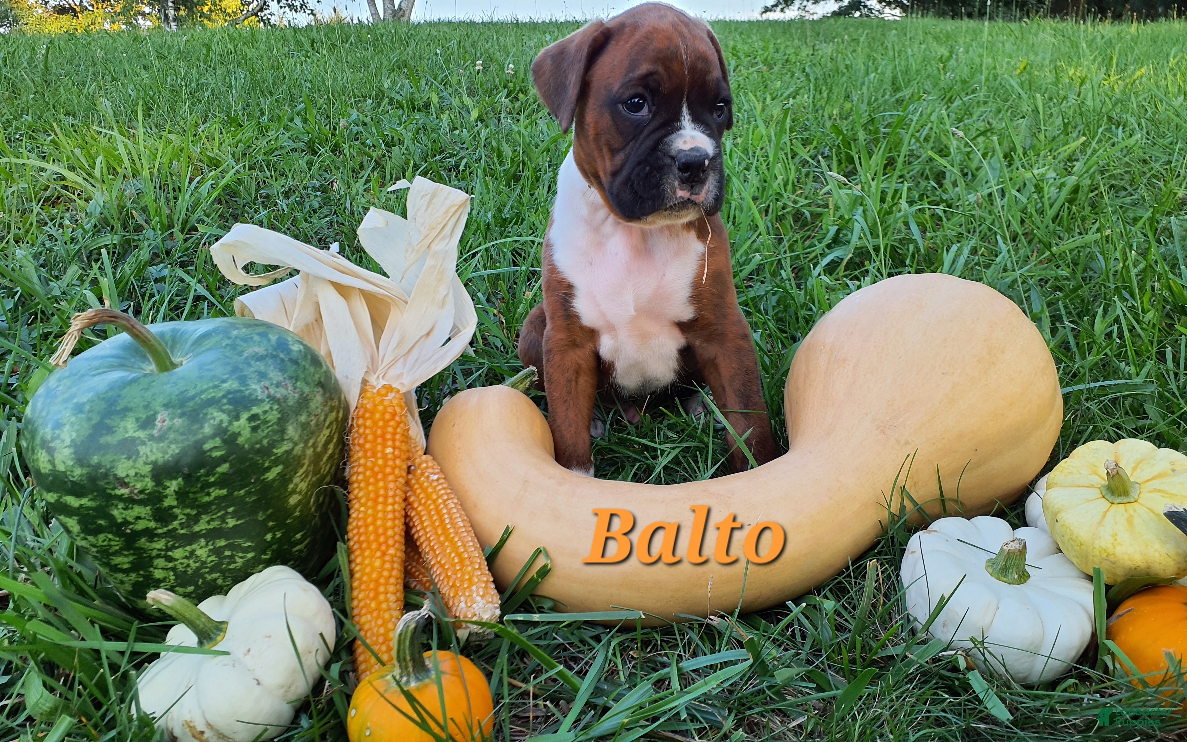 Boxer dogs Balto AKC - Ad 1