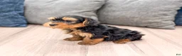 Yorkshire Terrier dogs for sale: Ollie - Ad 4
