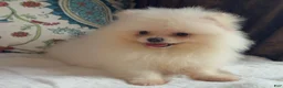 Pomeranian dogs for sale: Pomeranian Puppy Fluffy - Ad 3
