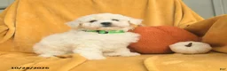 Bichon Frise dogs for sale: Hazel  - Ad 3