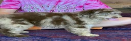 Miniature Labradoodle dogs for sale: Sally - Ad 4