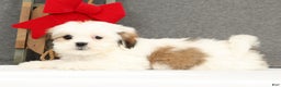 Lhasa Apso dogs for sale: Fern - Ad 5