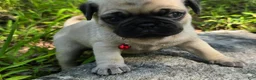 Pug dogs for sale: Moe - Ad 21