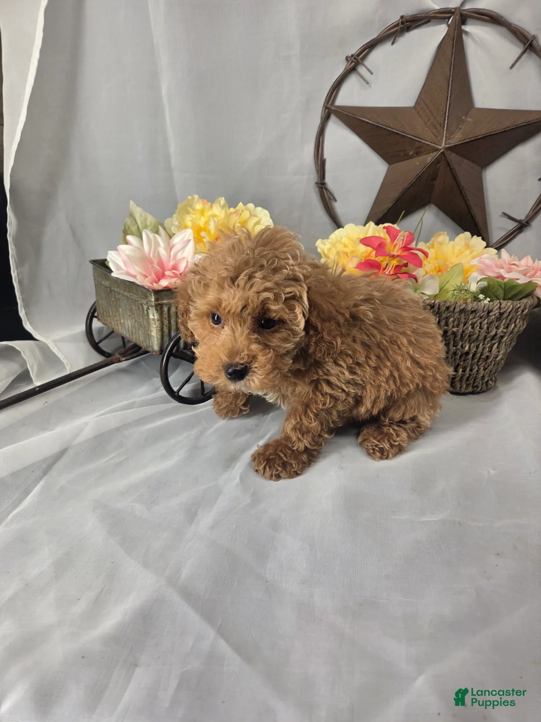Miniature Poodle dogs for sale: Daisy - Ad 2