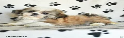 Shih Tzu dogs for sale: Pearl - Ad 3
