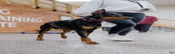 Doberman Pinscher dogs for sale: Upcoming Doberman Litter  - Ad 3