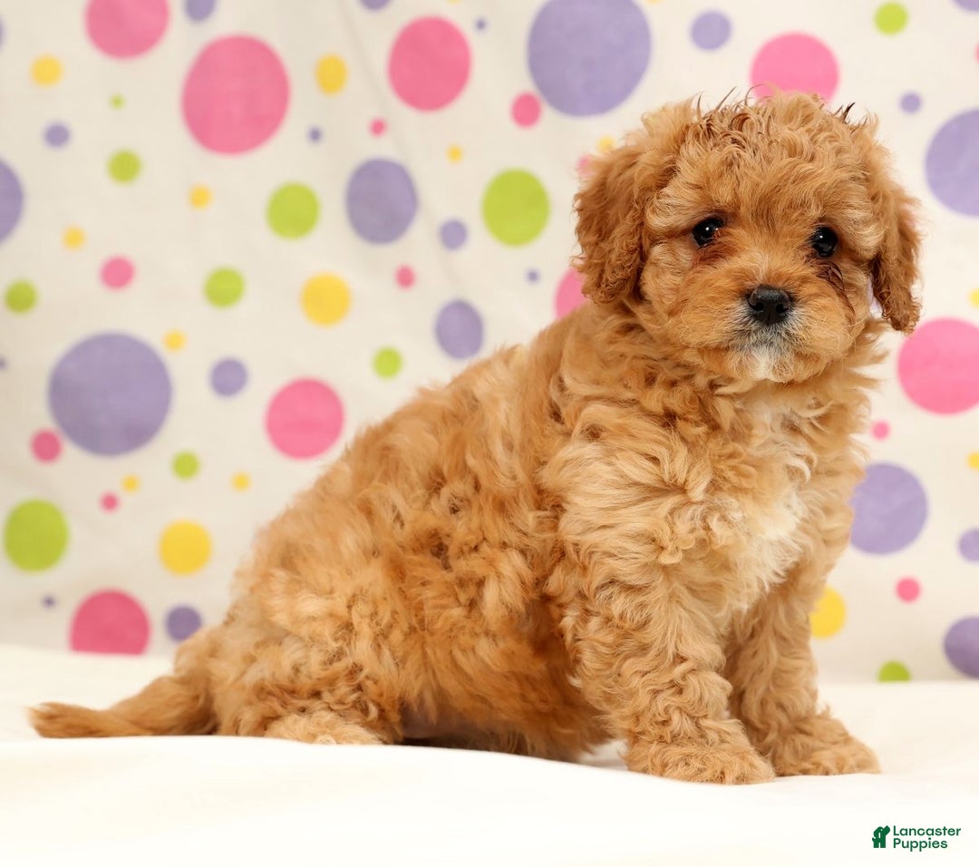 Cavapoo dogs for sale: Amelia - Ad 2
