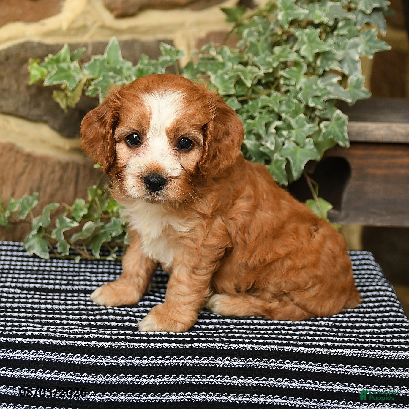 Cockapoo dogs Coffee - Ad 2