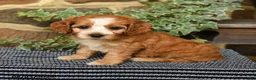 Cockapoo dogs for sale: Coffee - Ad 2