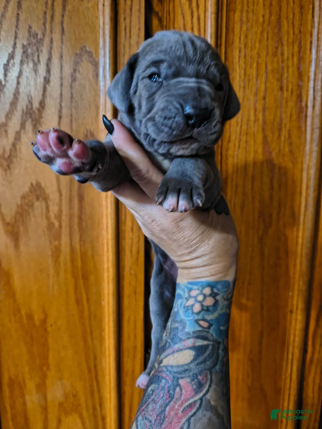 Great Dane dogs for sale: Blue  - Ad 5
