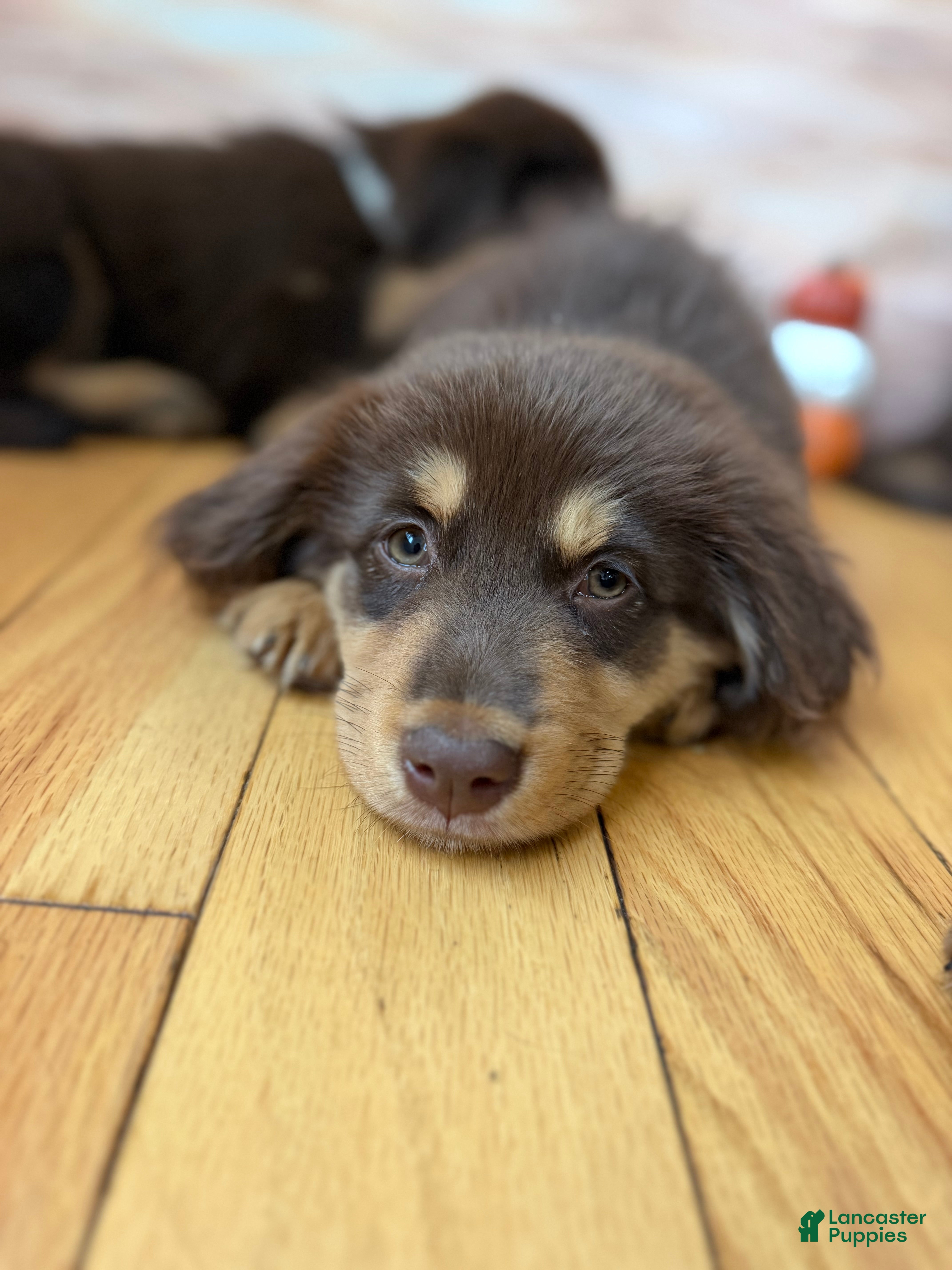 Mini Aussiedoodle dogs for sale: Mini Aussiedoodle 1 - Ad 39