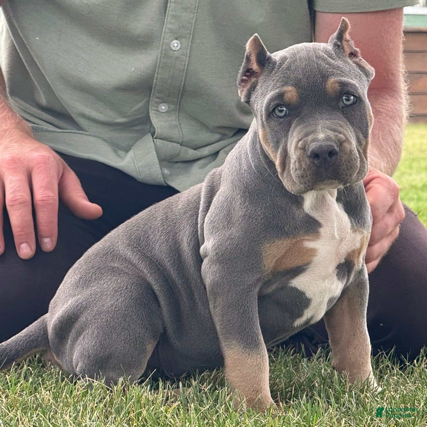 American Bully dogs Hurley - Ad 1
