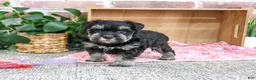 Miniature Schnauzer dogs for sale: Tina - Ad 3
