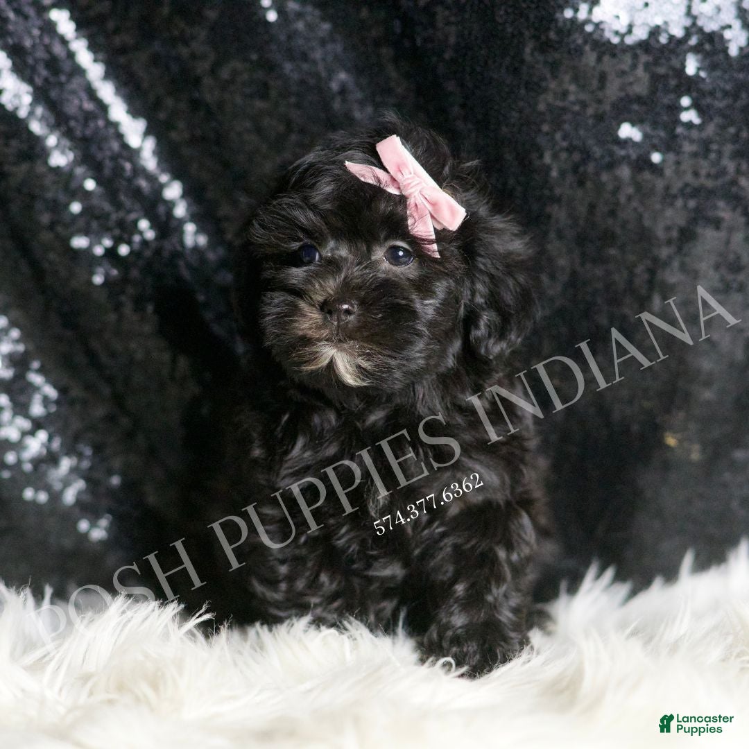 Maltipoo dogs for sale: Natalie - Ad 5