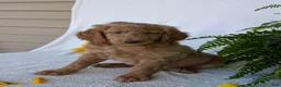 Goldendoodle dogs for sale: Lou - Ad 8