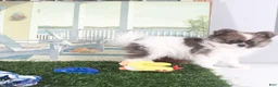 Pomeranian dogs for sale: Frankie-Happy Little Pomeranian Puppy - Ad 4