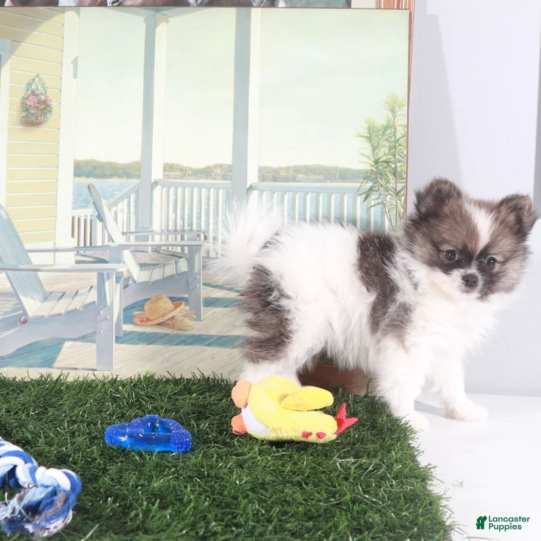 Pomeranian dogs for sale: Frankie-Happy Little Pomeranian Puppy - Ad 4