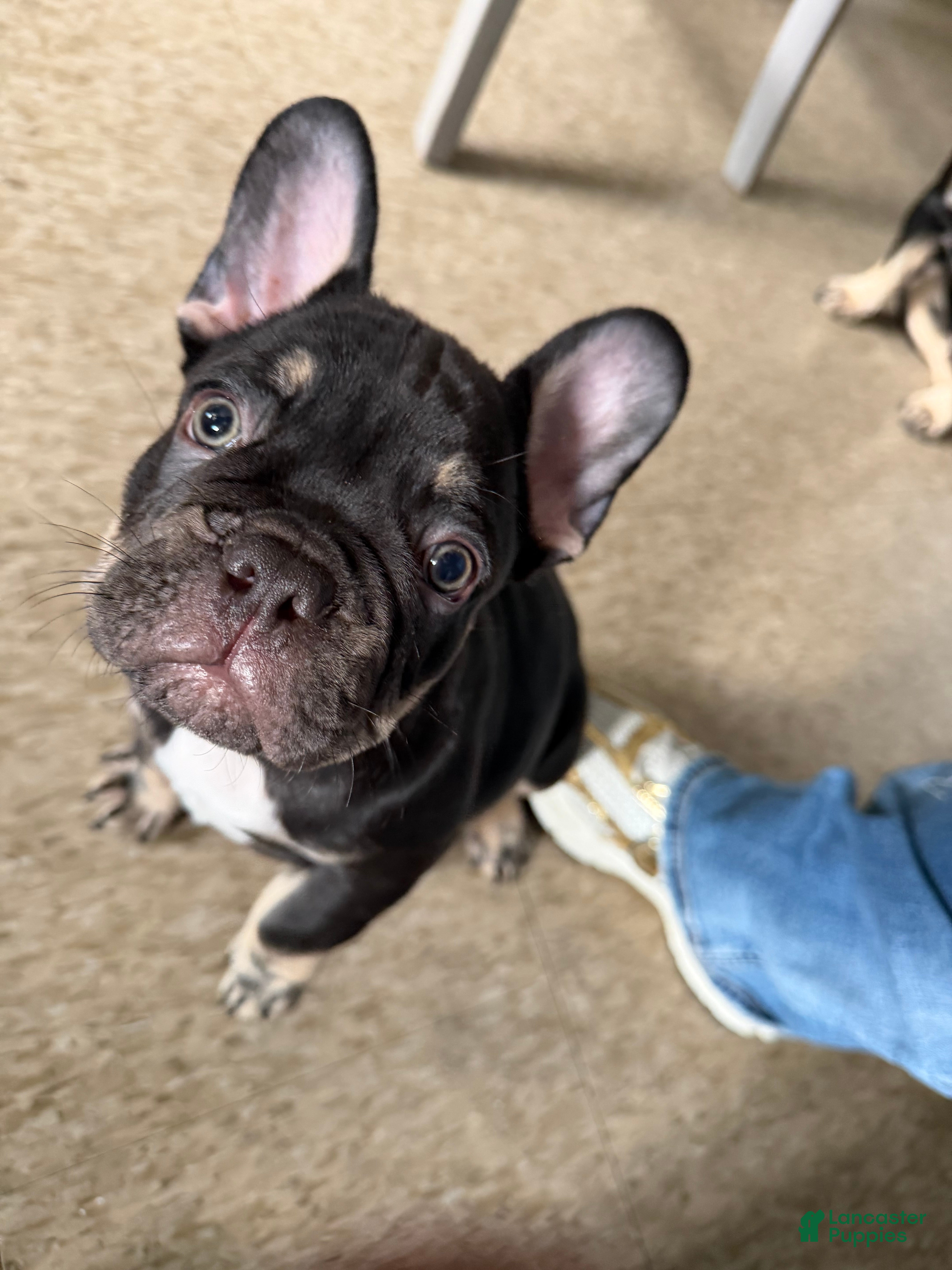 French Bulldog dogs French Bulldog Puppy 3 - Ad 8