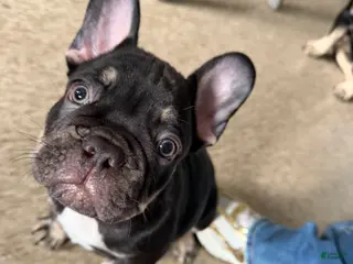 French Bulldog dogs French Bulldog Puppy 3 - Ad 8