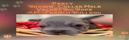 French Bulldog dogs for sale: Percy “Brown” Collar, Male - Ad 20