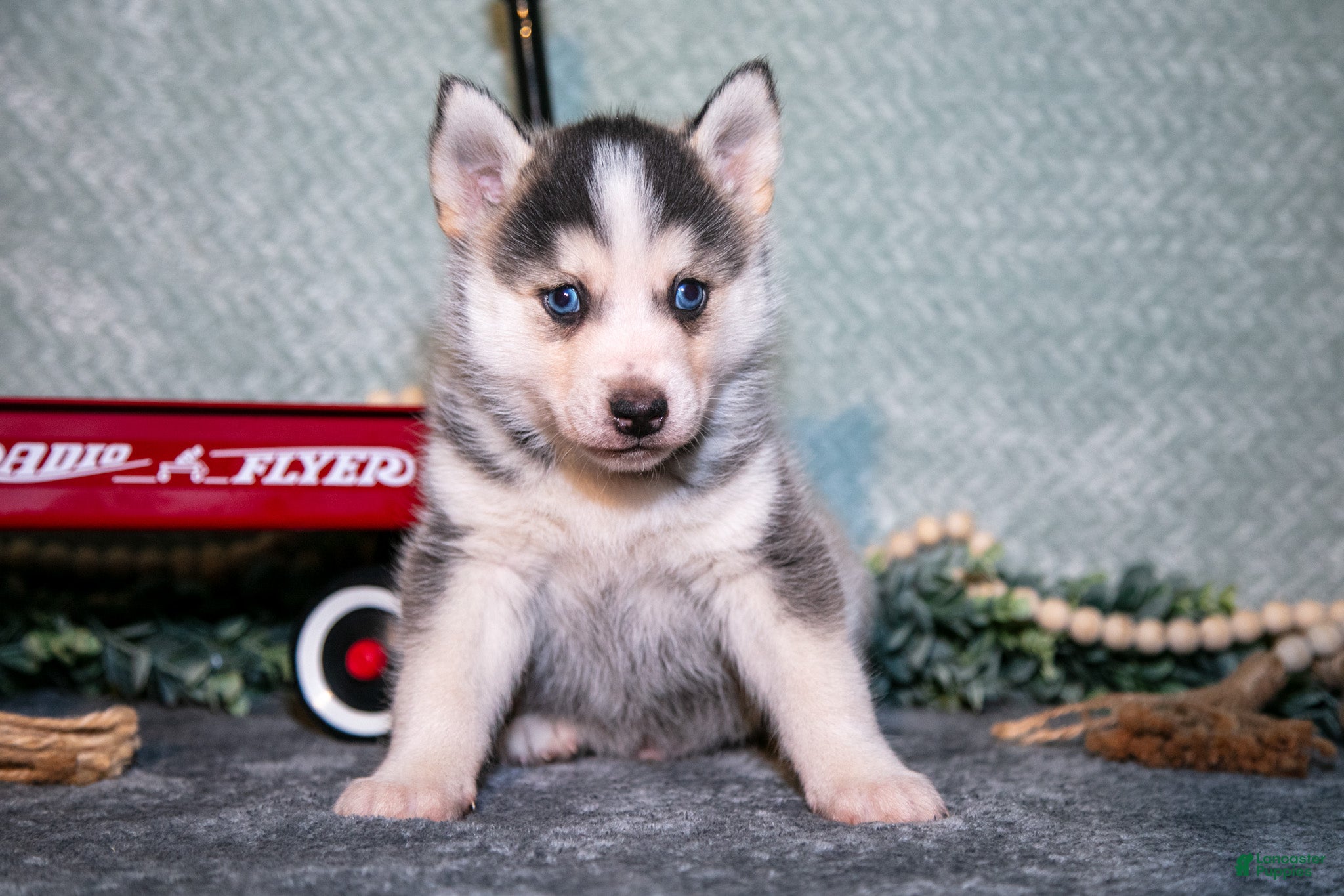 Pomsky dogs Leroy - Ad 36