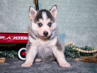 Pomsky dogs Leroy - Ad 38