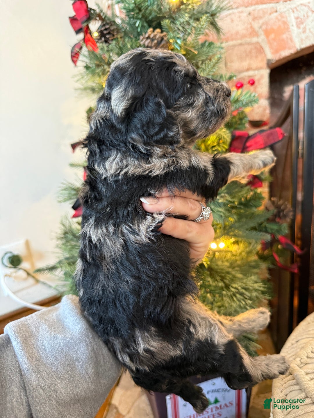 Mixed Breed dogs for sale: Patrick - Ad 7