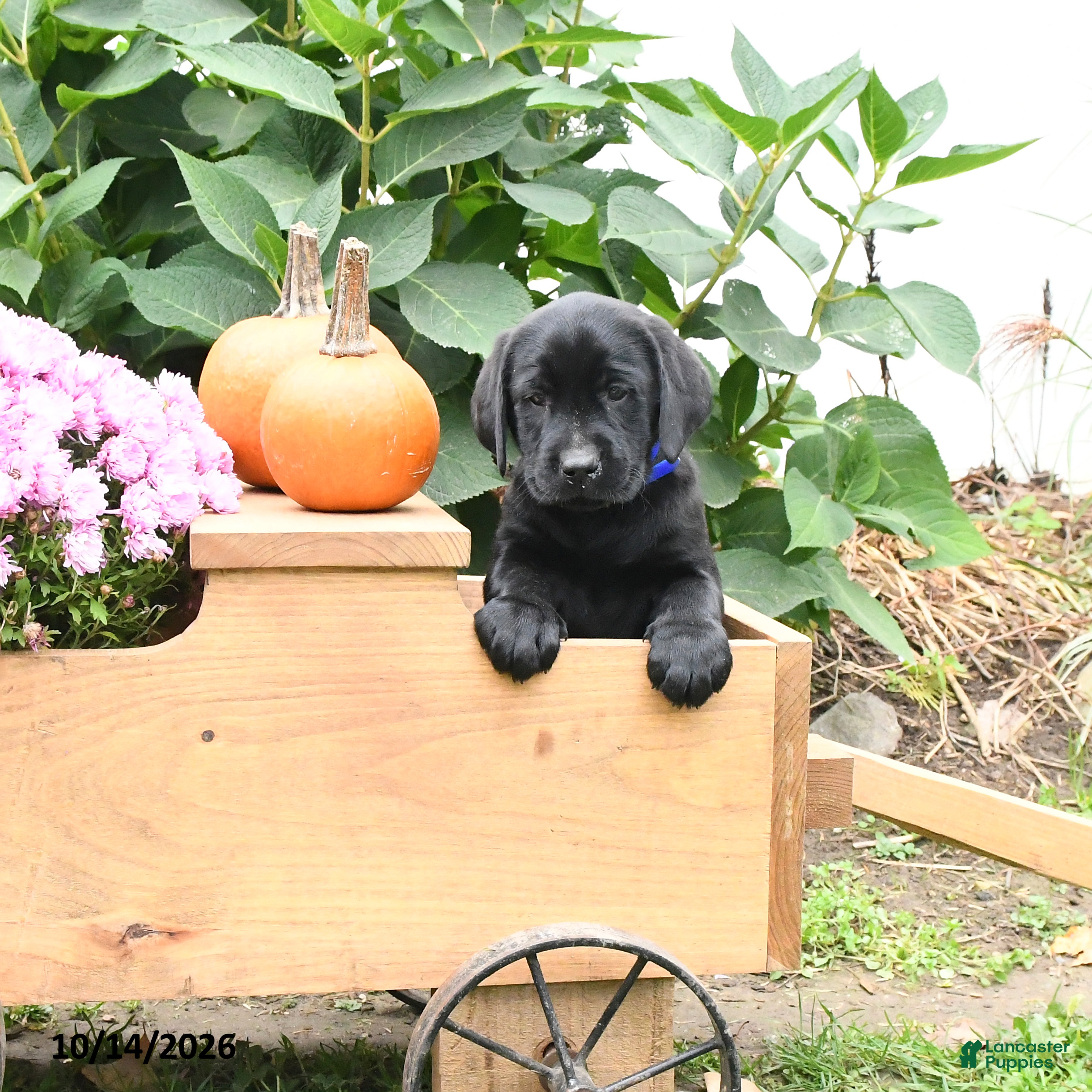 Labrador Retriever dogs Tucker - Ad 1
