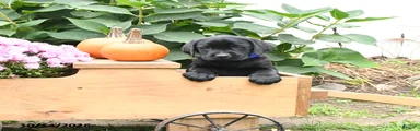 Tucker