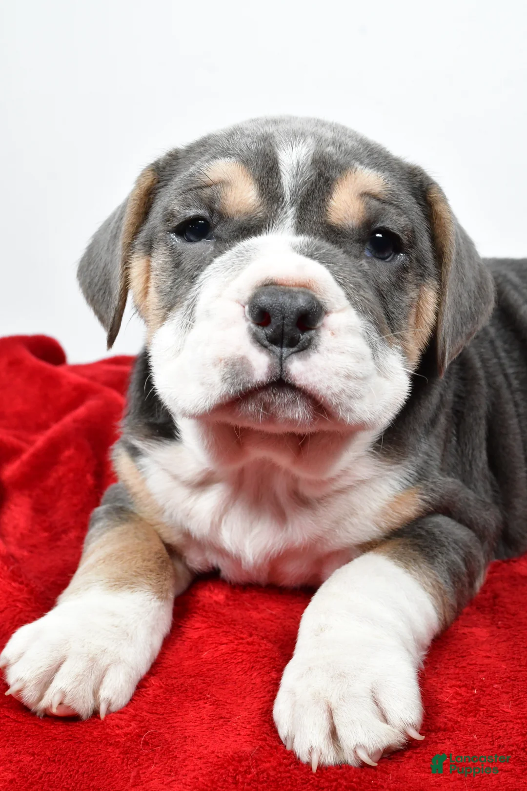 Beabull dogs for sale: Cash - Ad 1