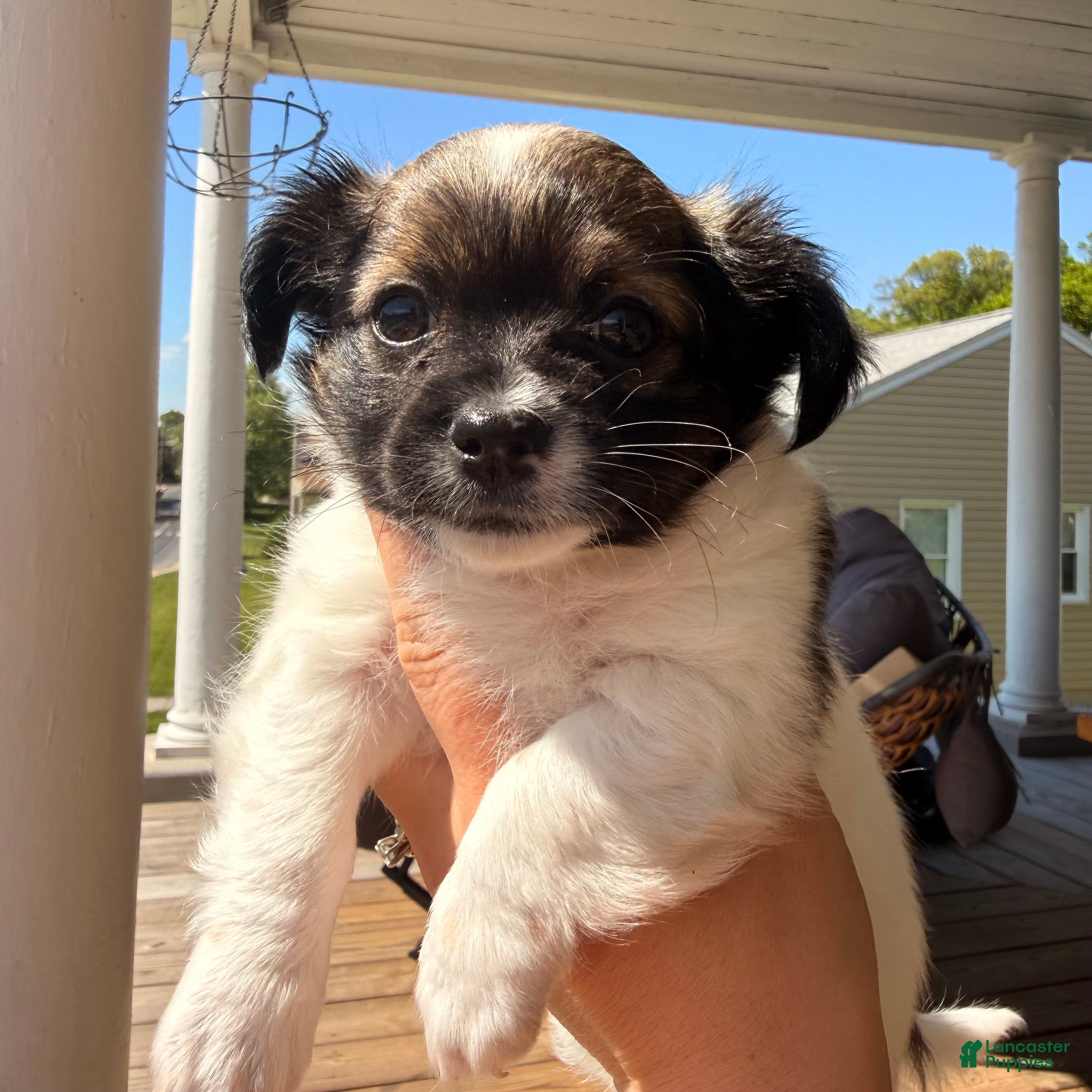Chihuahua dogs Chihuahua Puppy 1 - Ad 10