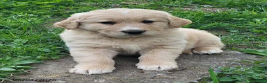 Teddy