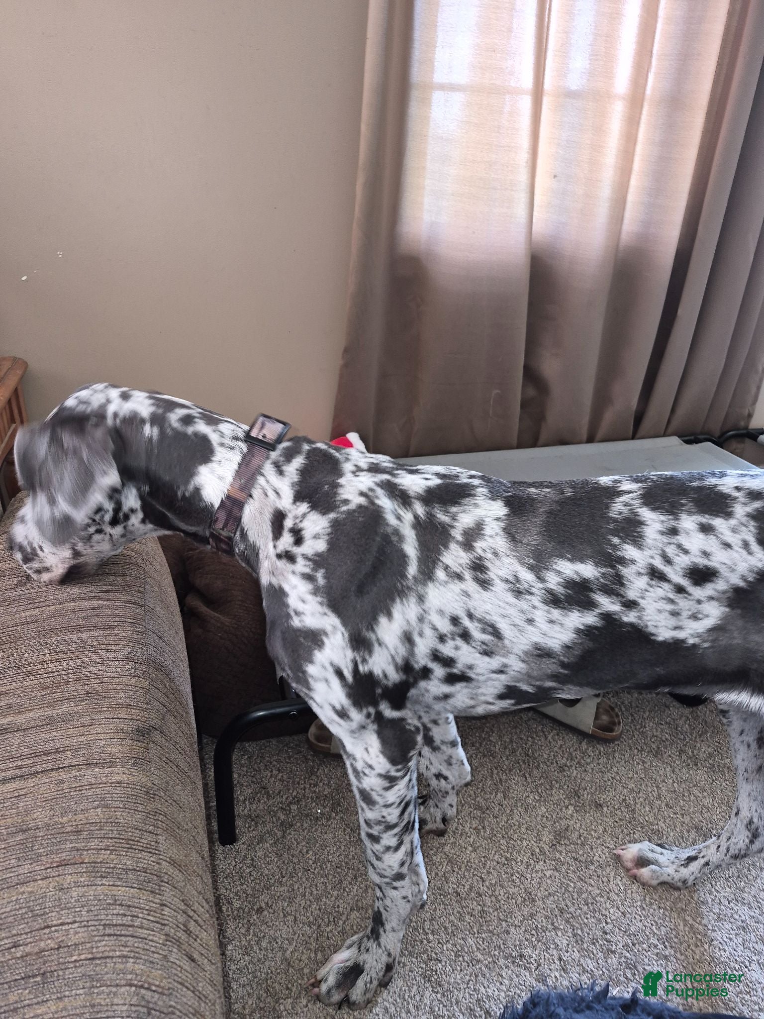 Great Dane dogs Great Dane 1 - Ad 29