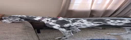 Great Dane dogs for sale: Great Dane 1 - Ad 1