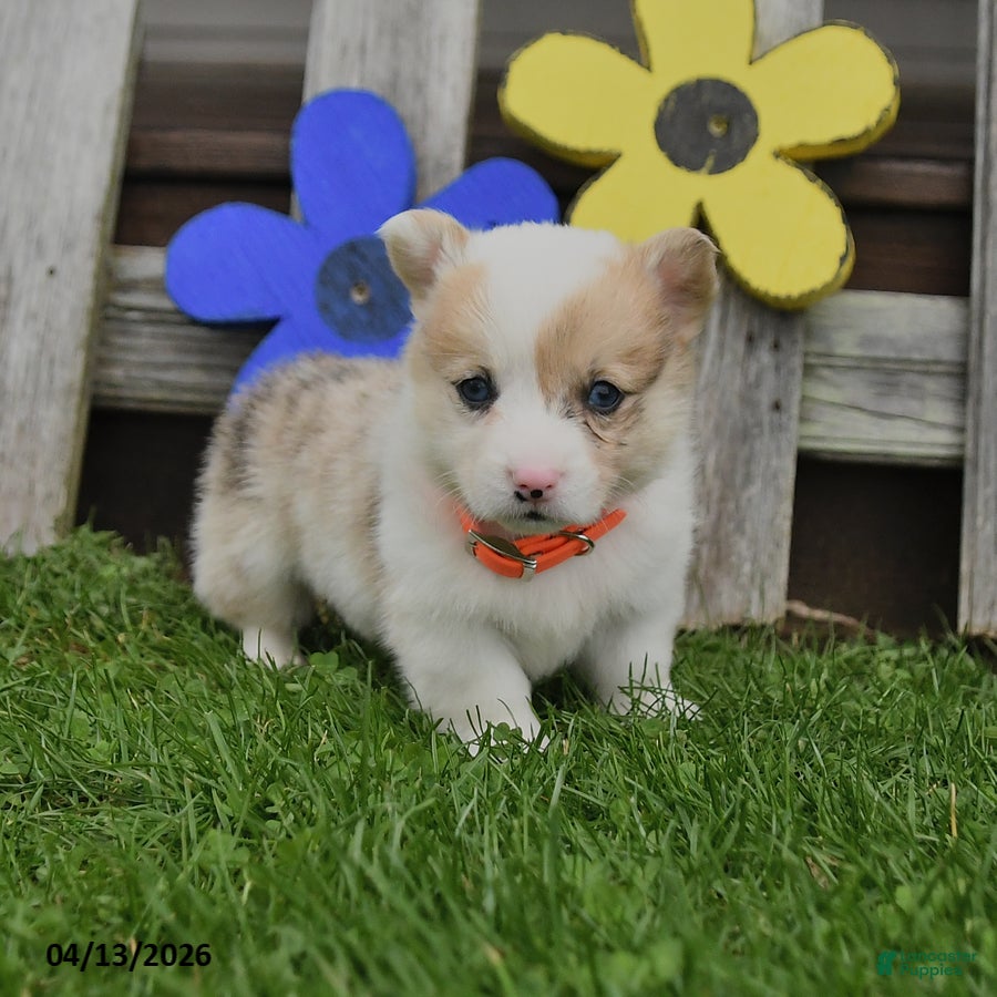 Welsh Corgi Pembroke dogs Buster - Ad 1