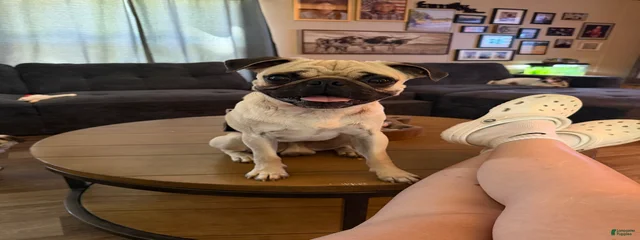 MILO