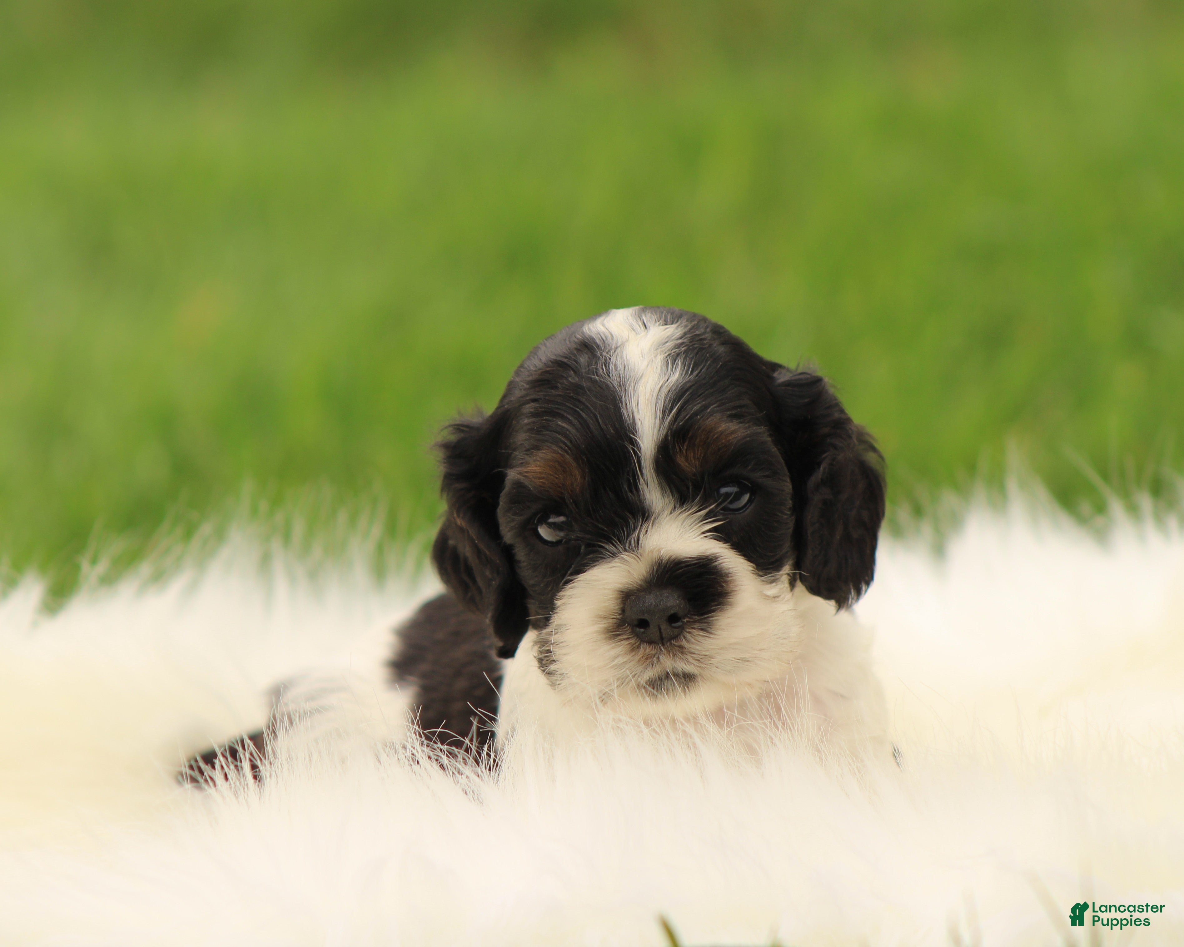 Cocker Spaniel dogs Hazel - Ad 2