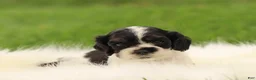 Cocker Spaniel dogs for sale: Hazel - Ad 2
