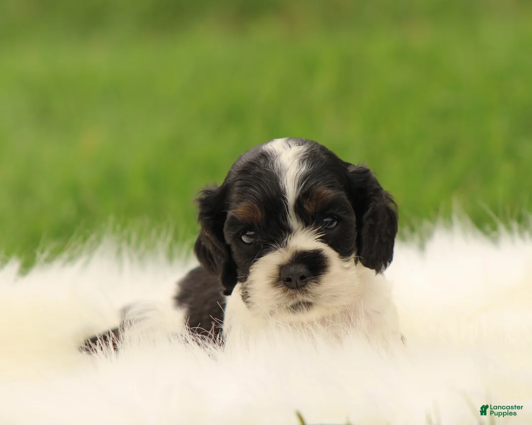 Cocker Spaniel dogs for sale: Hazel - Ad 2