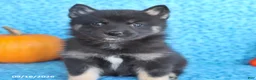 Pomsky dogs for sale: Teddy - Ad 4