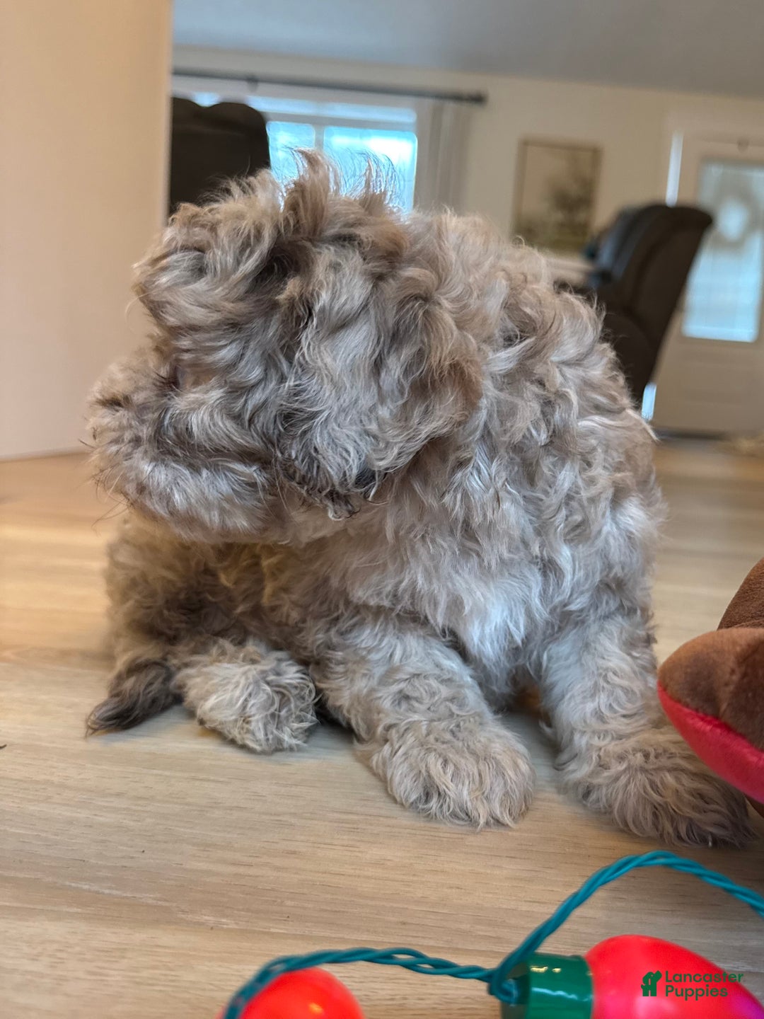 Mini Goldendoodle dogs for sale: Leo - Ad 4