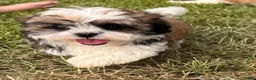 Malshi dogs for sale: Malshi 2 - Ad 5