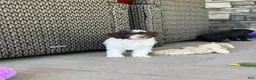 Miniature Poodle dogs for sale: Curly - Ad 3