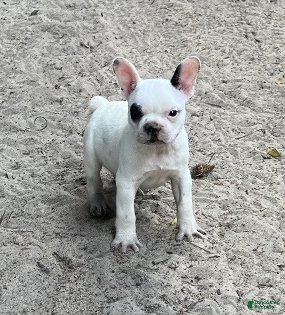 Frenchton dogs Frenchton #66 - Ad 2