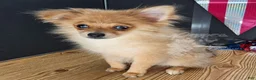 Pomeranian dogs for sale: Pepper's Long Shot - "Archer" - Ad 37