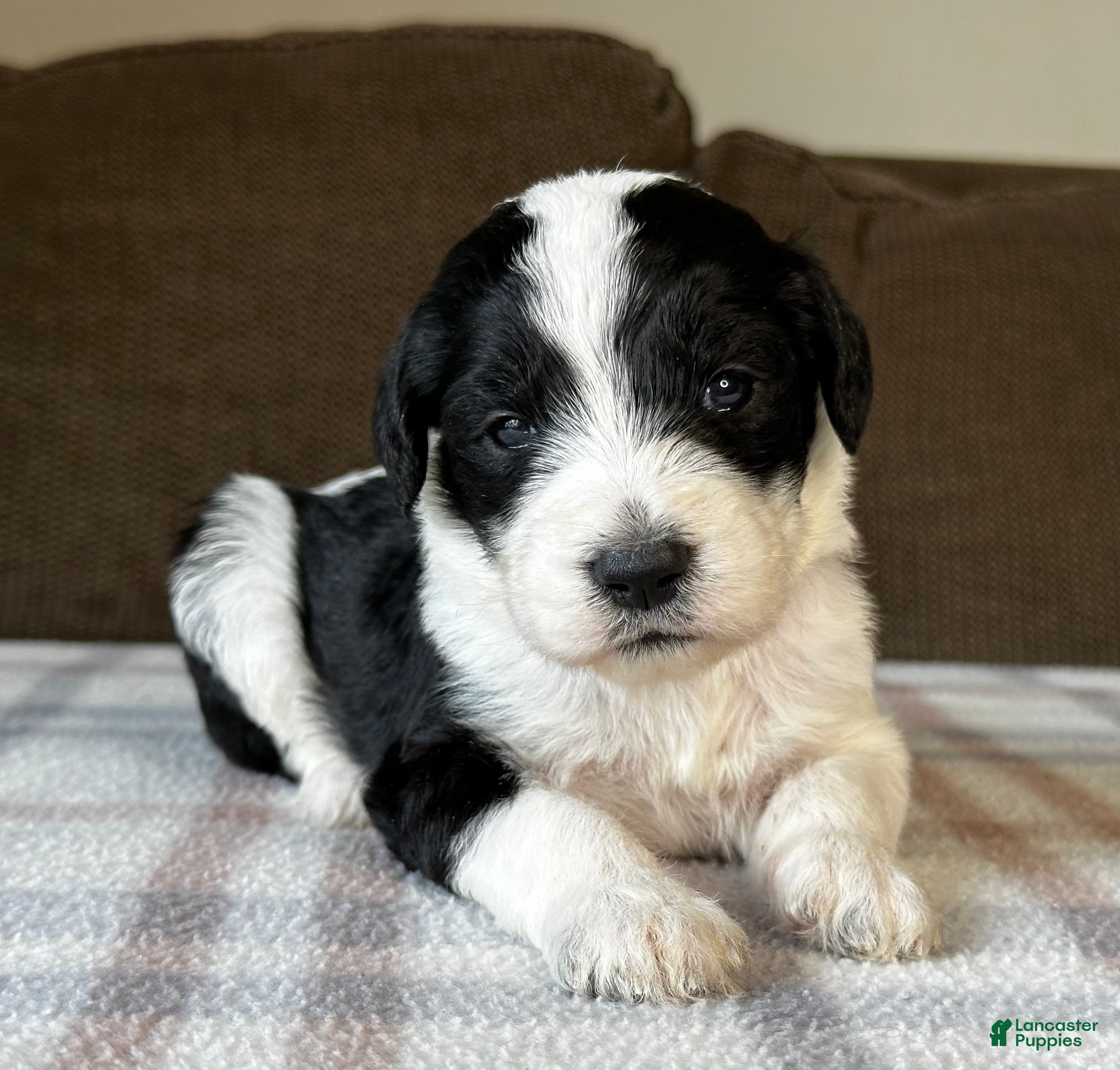 Sheepadoodle dogs Black & White Female 2 - Ad 1
